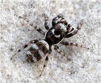 Salticus noordami