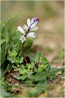 Bellevalia nivalis