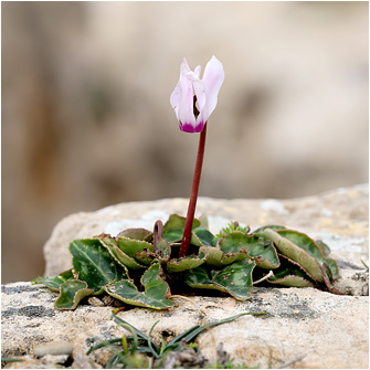 Cyclamen persicum