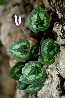 Cyclamen persicum
