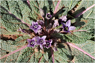 Mandragora officinarum
