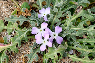 Matthiola tricuspidata