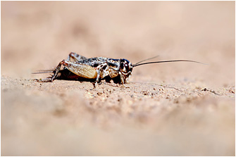 Modicogryllus cyprius