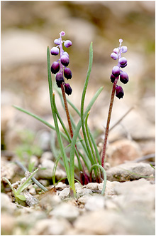 Muscari inconstrictum