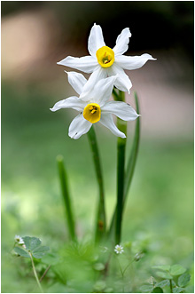 Narcissus tazetta