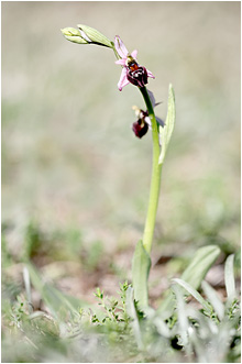 Ophrys elegans