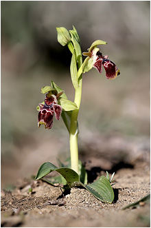 Ophrys flavomarginata