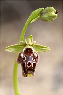Ophrys flavomarginata