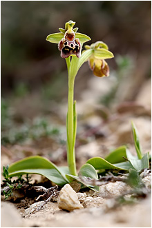 Ophrys flavomarginata