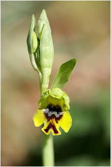 Ophrys galilaea