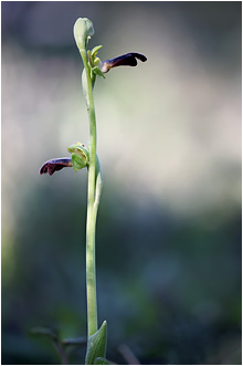 Ophrys iricolor