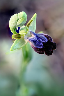 Ophrys iricolor