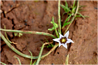 Romulea columnae